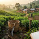 Assam tea industry