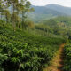 Kerala Plantation Sector Reforms