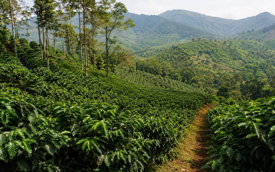 Kerala Plantation Sector Reforms