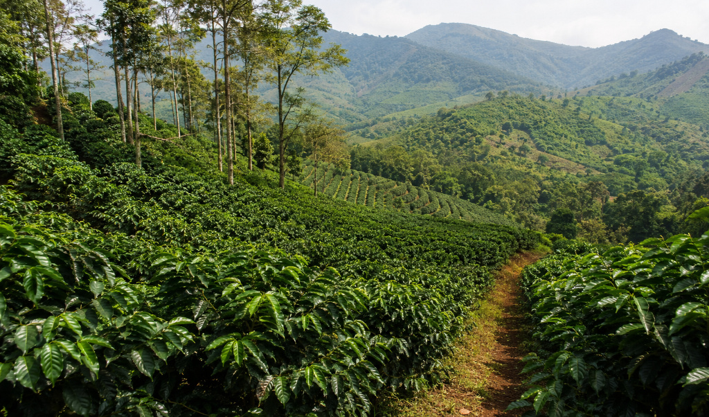 Kerala Plantation Sector Reforms 