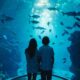 Oceanarium